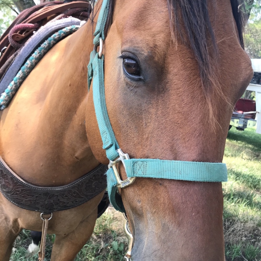 Meet your Posher, Kaylsey